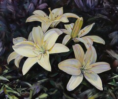 Amikor a fény a liliomokat simogatja