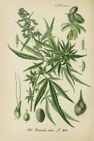 BOTANIKAI ILLUSZTRÁCIÓ SOROZAT, DR. THOMÉ