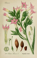 BOTANIKAI ILLUSZTRÁCIÓ SOROZAT, DR. THOMÉ