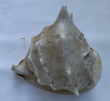 Csiga