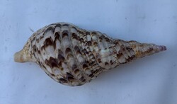 Tengeri csiga