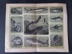 Halak II. litográfia 1894, magyar nyelvű, eredeti, színes nyomat, hal-csuka-cselle-harcsa