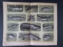 Halak I. litográfia 1894, magyar nyelvű, eredeti, színes nyomat, hal-csuka-cselle-harcsa