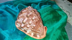 Gyönyörű tengeri csigaház.