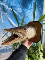 Régi Csuka hal trófea!