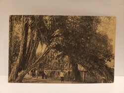 1910 körüli képeslap Ceylon/ Sri Lanka  Banyan Tree, Kalutara