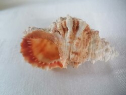 Természetes tengeri csigaház/ 2db gyűjtőknek, vagy dekorációhoz