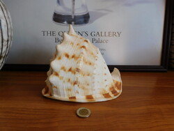 Nagy méretű tengeri csiga - óriás sisakcsiga