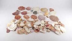 1X801 Tengeri kagyló és csiga gyűjtemény 1.31 kg