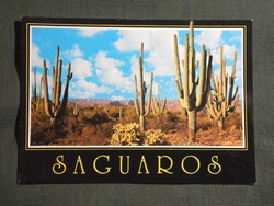 Képeslap,USA,Arizona,Sonora-sivatag,Saguaro Nemzeti Park,kaktusz látkép,részlet,1990-