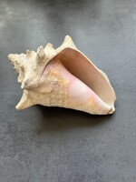 Tengeri csiga, királynőcsiga (Aliger gigas), más néven rózsaszín csiga