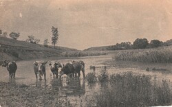 E - 039  Érdekes Újság által megjelentetett amatőr felvétel, tehén csorda