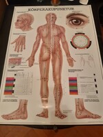Akupunktúrás nagyméretű oktatási ábra