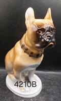 Lomonosov . 20 cm-es orosz, szovjet, USSR) porcelán kutya francia bulldog.4210b