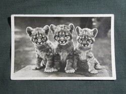 Képeslap,Budapest,ZOO,állatkert,Puma kölykök látkép,részlet,1940-