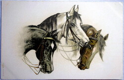 Antik  szép lithográf képeslap  - paripák portréja