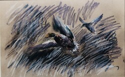 Felriasztott vadkacsák. Pasztellkréta pasztellpapíron!.Egy igazi kvalitás !