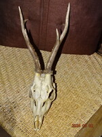 ŐZ KOPONYA AGANCS VADÁSZ TRÓFEA