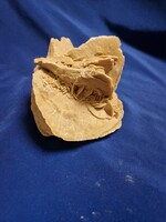 Sivatagi rózsa ,gipszkristály,homokrózsa .790g