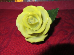 2 db. óriási fejű sárga rózsa.