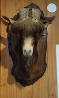 Állatfej preparátum, magyar parlagi kecske