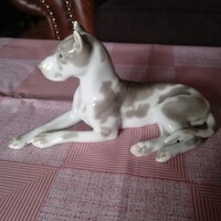 LOMONOSZOV DOG KUTYA !