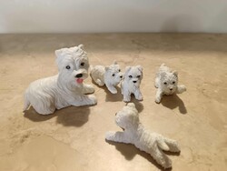 West Highland White Terrier kutya család.