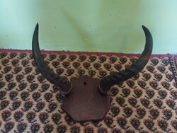 Antilop szarv trófea