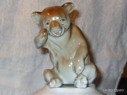 SIRÓ COALA MACI MEDVE