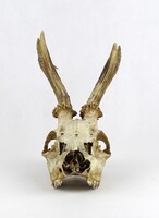 1Y800 Őz trófea agancsos koponya