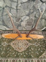 Szarvas agancs trófea