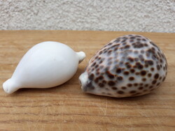 2 db szép tengeri kauri csiga