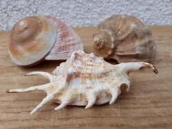 3 db szép tengeri csiga