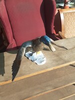 Nagy rosenthal kacsa .