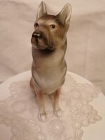 Régi, ülő német juhász