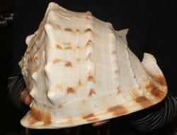 NAGYON SZÉP ÓRIÁS SISAKCSIGA - TRÓPUSI TENGERI CSIGA