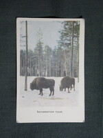 Kártyanaptár,Fehéroroszország,Białowieża-erdő,bölény,1971