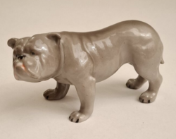 Antik Gebrüder Heubach jelzett porcelán bulldog, német kutya figura, 19l10-20, RITKA, GYŰJTŐI DARAB!