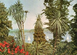 Képeslap: Németország, Mainau sziget. Pálmafa.