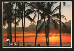 Képeslap: Florida. Pálmafa.