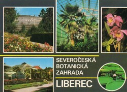 Képeslap: Csehország, Liberec. Pálmafa.