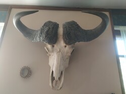 Afrikai kafferbivaly trófea