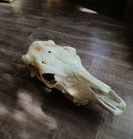 Tehén,szarvasmarha, koponya, preparátum, trófea. INGYEN POSTA!