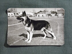 Kártyanaptár,trafik,vidámpark horgász játék,állatok,juhász kutya,1977