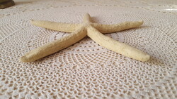 Fehér ceruza tengericsillag (Linckia laevigata)