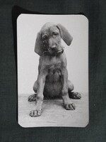 Card calendar, traffic, amusement park fishing game, animals, Vizsla dog, 1977