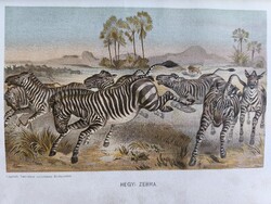 1900 körüli színes chromolitográfia Légrády Testvérek műintézete, Budapest Cím: Hegyi zebra