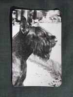 Kártyanaptár,trafik,vidámpark horgász játék,állatok,schnauzer kutya,1977
