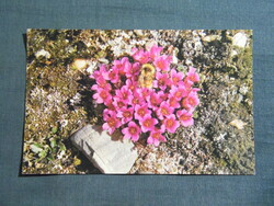 Képeslap,Kanada,Ellesmere-sziget,lila kőtörőfü virág látkép,részlet,1970-