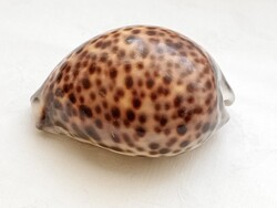 Tengeri porceláncsiga  - kauri - tigris csiga ház 8,5cm Cypraea tigris tigriscsiga